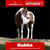 Paardadvertentie