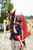 Annuncio cavallo