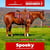 Horse ad