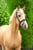 Annuncio cavallo