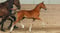 Anuncio de caballos
