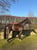 Annonce cheval