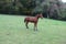 Annuncio cavallo