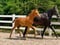 Horse ad