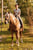Annuncio cavallo