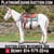 Horse ad