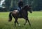 Annuncio cavallo