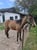 Anuncio de caballos