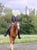 Annonce cheval