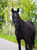 Horse ad