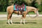 Anuncio de caballos