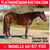 Horse ad