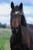 Annuncio cavallo