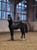 Horse ad
