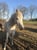Annuncio cavallo