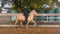 Horse ad