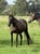 Horse ad