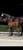 Horse ad