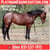 Annuncio cavallo
