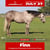 Horse ad