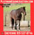 Horse ad