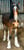 Annuncio cavallo