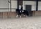 Annuncio cavallo