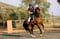 Horse ad