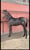 Anuncio de caballos