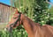 Annuncio cavallo