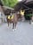 Horse ad