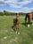 Horse ad