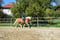 Annuncio cavallo