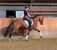 Annuncio cavallo