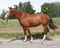 Horse ad