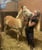 Horse ad
