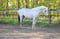 Annuncio cavallo