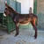Anuncio de caballos
