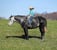 Horse ad