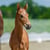 Horse ad