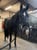 Horse ad
