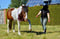 Annuncio cavallo