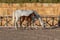 Horse ad