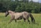 Horse ad