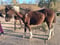 Horse ad