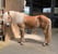 Annuncio cavallo