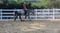 Annuncio cavallo
