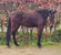 Horse ad