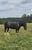 Horse ad