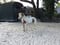 Annonce cheval